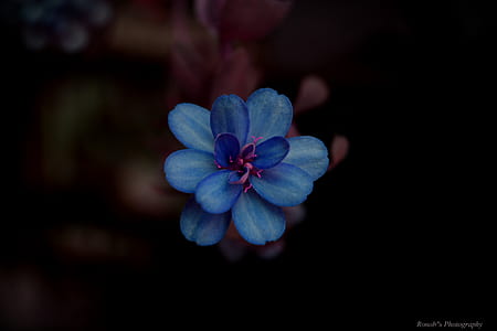 selective focus photography of blue petaled flower thumbnail