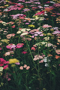 pink, white, and yellow petaled flower field blooming at daytime thumbnail