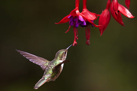 green hummingbird perched on red flower thumbnail