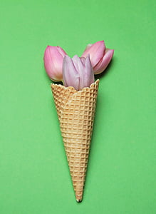 photo of pink rose with sugar cone thumbnail