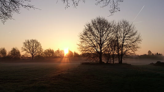 withered trees during sunset thumbnail