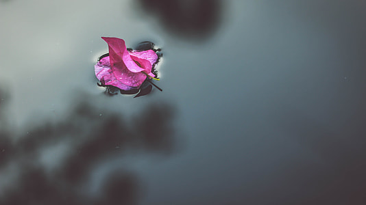 pink Bougainvillea floating on water thumbnail