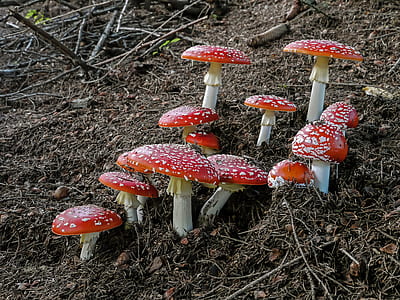 red mushrooms thumbnail