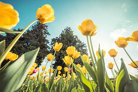 Yellow Tulips From Below Against Bright Sky thumbnail
