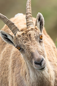 brown antelope at daytime thumbnail