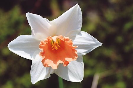 white and orange daffodil in bloom at daytime thumbnail