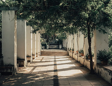 pathway surrounded by green leafed trees thumbnail