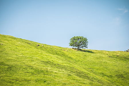 green grass field thumbnail