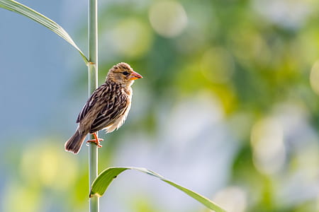 black bird perch on green branch thumbnail
