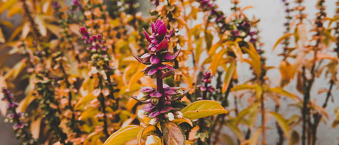 Purple Petaled Flowers With Yellow Leaves thumbnail