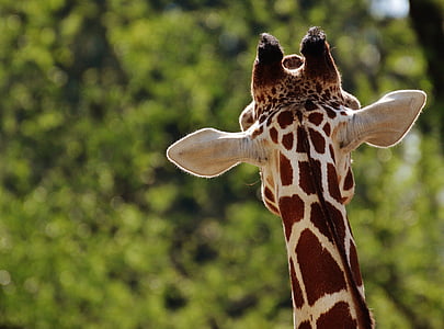 brown and tan giraffe thumbnail