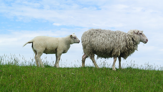 two grey sheeps thumbnail