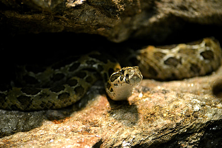 black and brown snake hiding in stone thumbnail