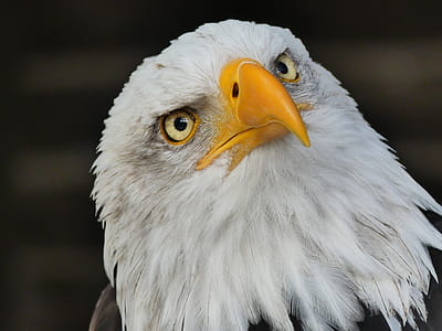 Selective Focus Photography of Bald Eagle thumbnail