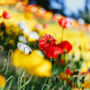 selective focus photography of red and yellow flowers thumbnail