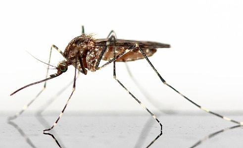 closeup photography of brown Mosquito on white background thumbnail