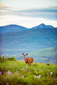 brown deer on green grass field thumbnail
