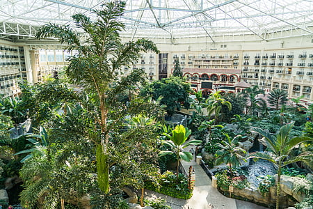 green trees in dome thumbnail