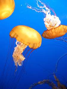wildlife photography of group of jellyfish thumbnail