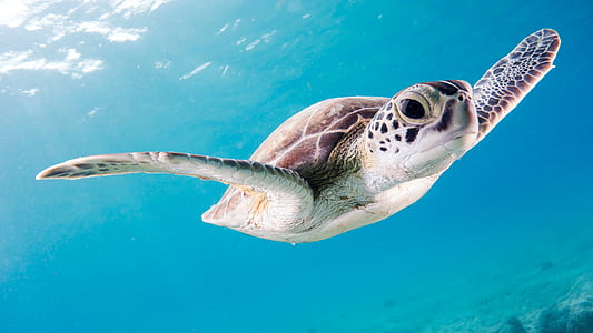green sea turtle in body of water thumbnail