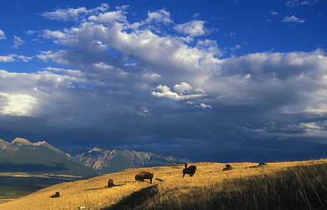 two brown animals on green grass field under white sky during daytime thumbnail