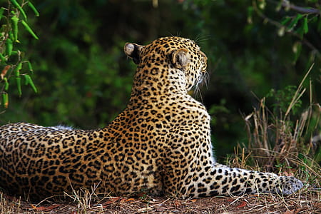 close up photography of leopard lying on surface thumbnail