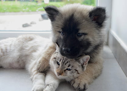 long-coated tan and black puppy with gray cat near window thumbnail
