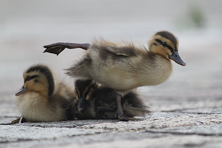 close-up photo of four brown ducklings thumbnail
