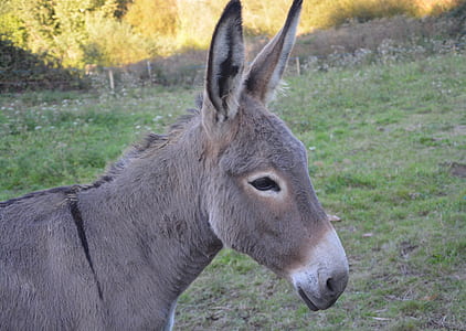 grey donkey on green grass thumbnail