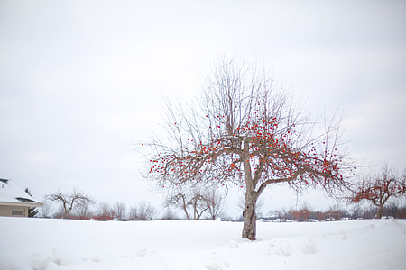 red fruit tree on white snow covered field thumbnail