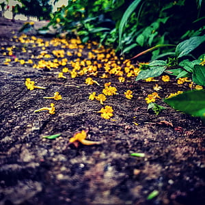 Yellow Flowers thumbnail