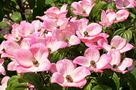 photo of pink and white roses thumbnail