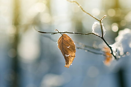 brown leaf thumbnail
