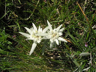 photo of white petaled flowers in bloom thumbnail