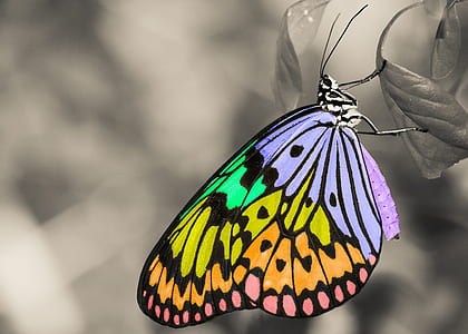 selective focus of multicolored butterfly leaf thumbnail