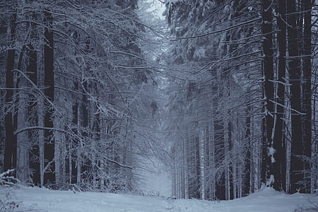 walkway surrounded by trees covered by snow thumbnail