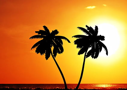 silhouette coconut tress during golden hour thumbnail