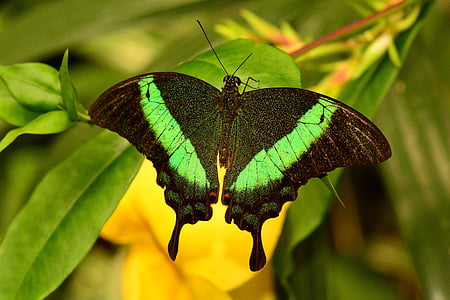 black and green butterfly on green leaves thumbnail