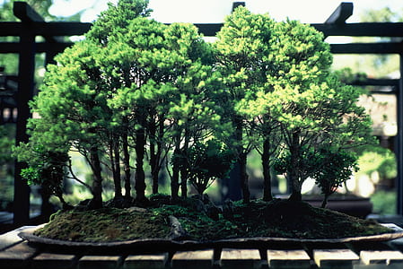 close-up photo of green trees miniature thumbnail