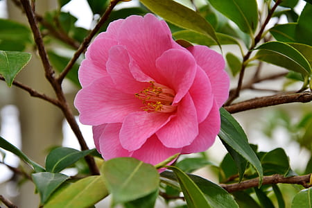 pink camellia flower in close-up photography thumbnail