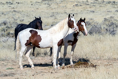 person taking photo of three horses during day time thumbnail