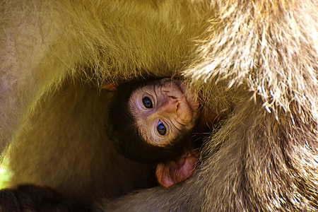 Baby Monkey, Barbary Ape thumbnail
