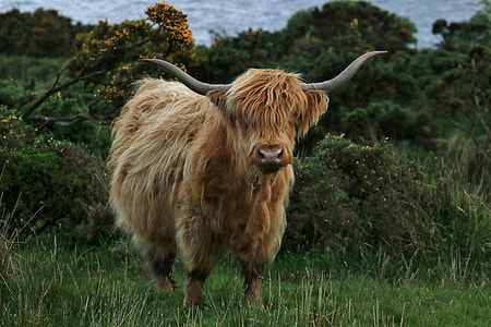 yak standing on grass thumbnail