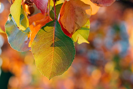 selective focus photography of green leaf thumbnail