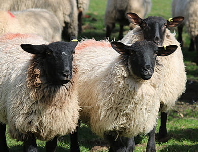several sheep on grass field thumbnail