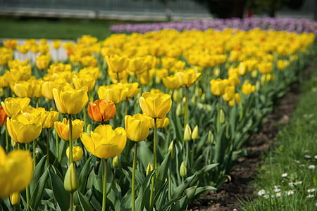 Yellow Petal Flower Field Near Green Grass Field thumbnail