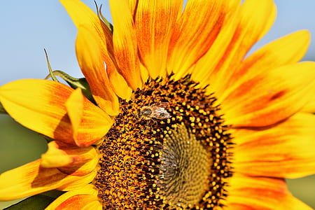 close-up photo of yellow-and-orange petaled flower thumbnail