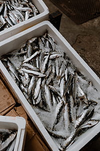 Fresh catch of fish in styrofoam containers thumbnail