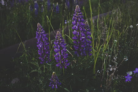 Purple Petaled Flowers Surrounded by Green Grass thumbnail
