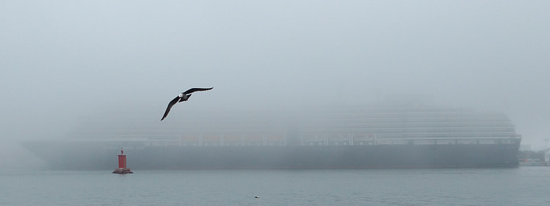bird flying above ocean near cruise ship thumbnail